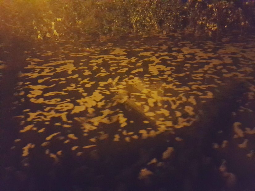 Prado: Descarga poluente na Ribeira de Febros chega ao Serviço de Protecção da Natureza da GNR