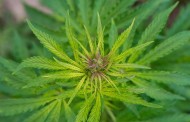 Ordem dos Médicos disponível para debater canábis medicinal