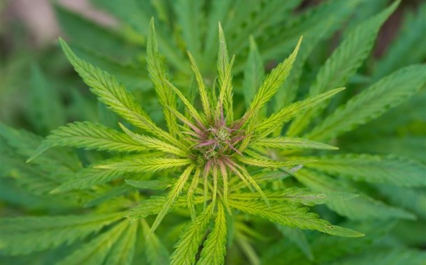 Ordem dos Médicos disponível para debater canábis medicinal