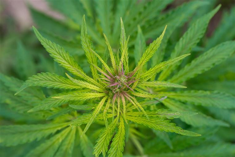 Ordem dos Médicos disponível para debater canábis medicinal