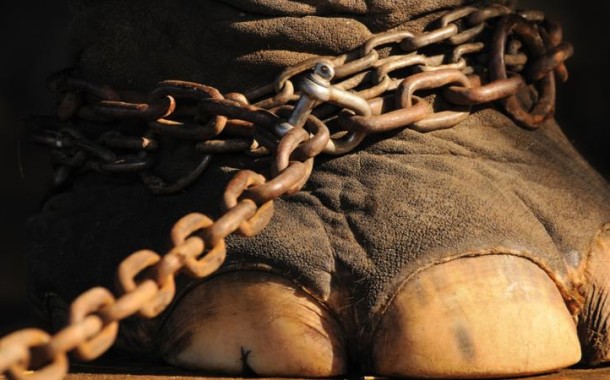 Assembleia Municipal da Póvoa de Varzim proíbe circo com animais selvagens
