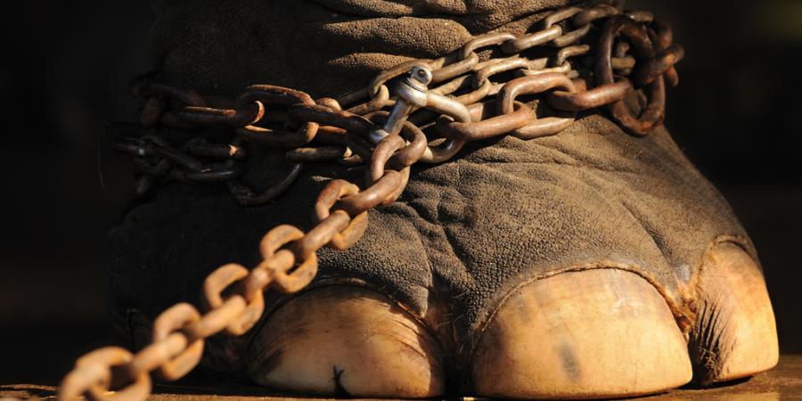 Assembleia Municipal da Póvoa de Varzim proíbe circo com animais selvagens