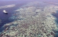 Mais de 70% do maior recife de coral do Japão morreu em 2016