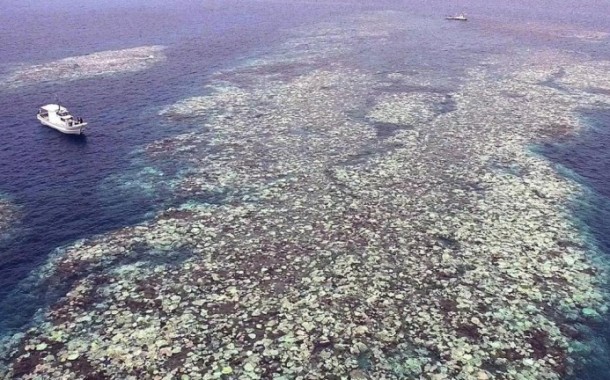 Mais de 70% do maior recife de coral do Japão morreu em 2016