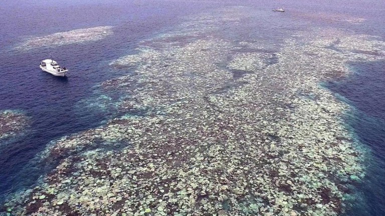 Mais de 70% do maior recife de coral do Japão morreu em 2016