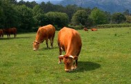 Câmara de Amares assina protocolo com a Cooperativa Agrícola do Alto Cávado para apoiar actividade pecuária