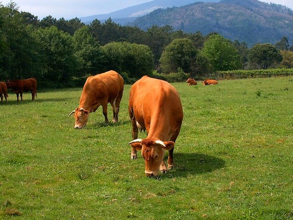 Câmara de Amares assina protocolo com a Cooperativa Agrícola do Alto Cávado para apoiar actividade pecuária