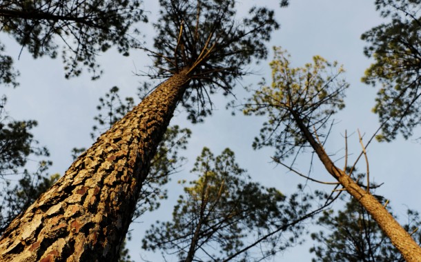 Vila Verde: CDS-PP quer agricultura e floresta como “fonte de rendimento” para empresas e famílias