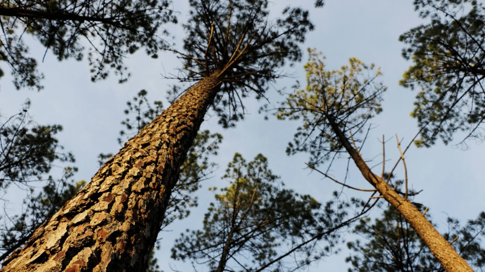 Vila Verde: CDS-PP quer agricultura e floresta como “fonte de rendimento” para empresas e famílias