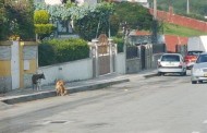 Vila Verde: Cães vadios continuam a atacar