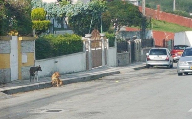 Vila Verde: Cães vadios continuam a atacar