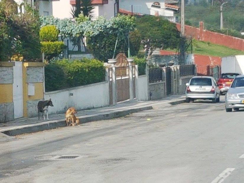 Vila Verde: Cães vadios continuam a atacar