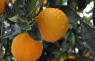 Câmara de Amares coloca monumento à laranja na rotunda da Ponte do Porto