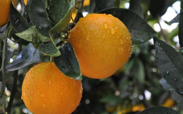 Câmara de Amares coloca monumento à laranja na rotunda da Ponte do Porto