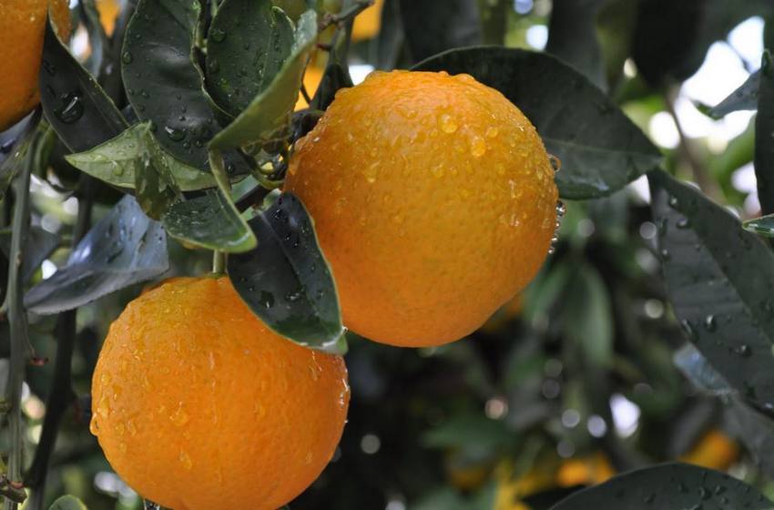 Câmara de Amares coloca monumento à laranja na rotunda da Ponte do Porto