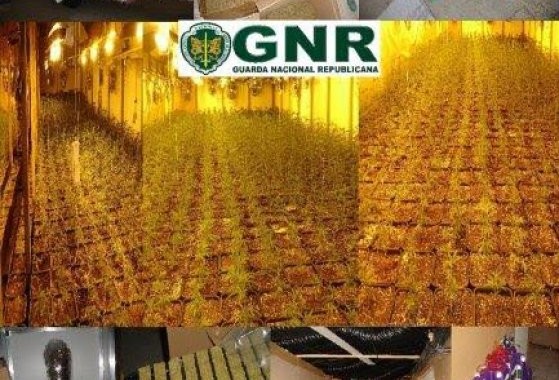 FAMALICÃO: Dois detidos e mais de 250 mil euros em cannabis apreendidos