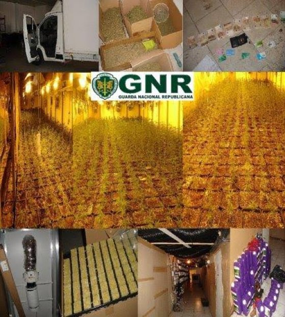 FAMALICÃO: Dois detidos e mais de 250 mil euros em cannabis apreendidos