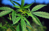 GNR apreende mais de 7 quilos de cannabis e detém 37 traficantes de droga