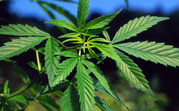 GNR apreende mais de 7 quilos de cannabis e detém 37 traficantes de droga