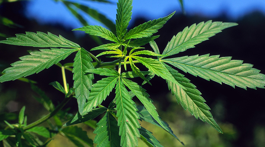 GNR apreende mais de 7 quilos de cannabis e detém 37 traficantes de droga