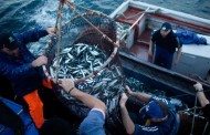 Pesca da sardinha interdita por 15 anos? “Não é preciso dramatizar”