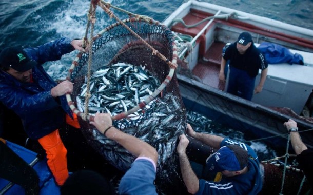Pesca da sardinha interdita por 15 anos? “Não é preciso dramatizar”