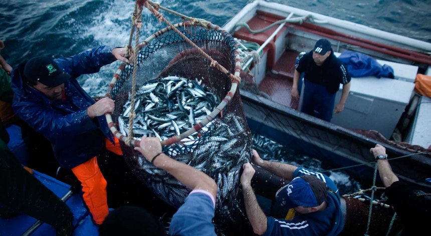 Pesca da sardinha interdita por 15 anos? “Não é preciso dramatizar”
