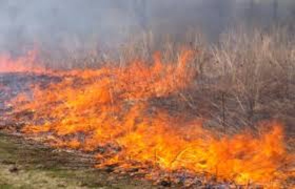 FAFE: GNR deteve mulher que fez queimada provocando um incêndio