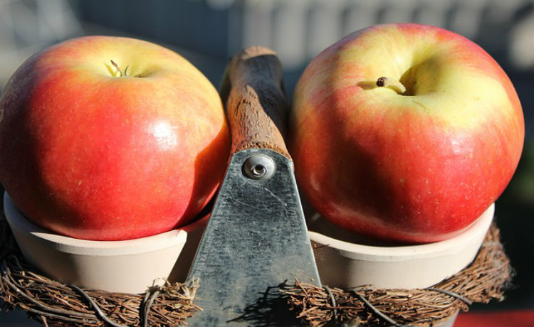 Associação Portuguesa de Nutrição lança recomendações de como implementar uma alimentação mais sustentável