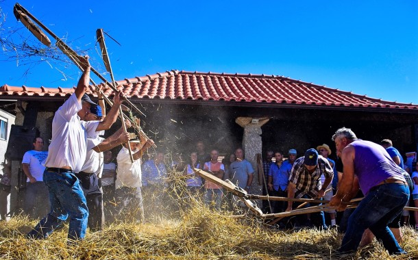 Vila Verde: Aboim da Nóbrega com turistas alemães e belgas a assistir a uma malhada de centeio à moda antiga