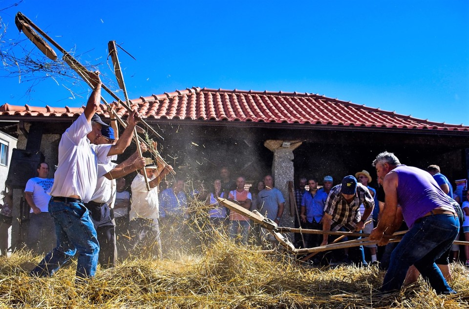 Vila Verde: Aboim da Nóbrega com turistas alemães e belgas a assistir a uma malhada de centeio à moda antiga