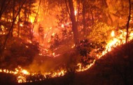 FOGOS FLORESTAIS: Já arderam quase 120 mil hectares desde o início do ano