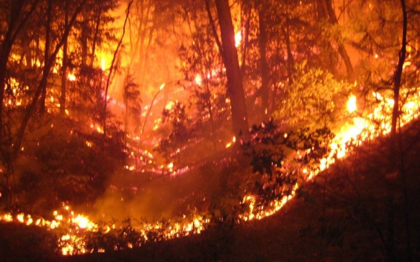 FOGOS FLORESTAIS: Já arderam quase 120 mil hectares desde o início do ano