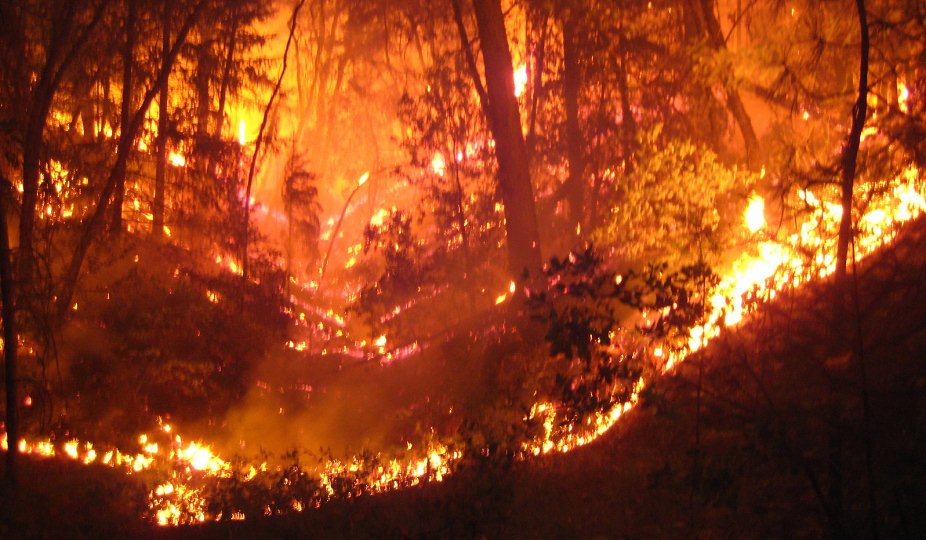 FOGOS FLORESTAIS: Já arderam quase 120 mil hectares desde o início do ano