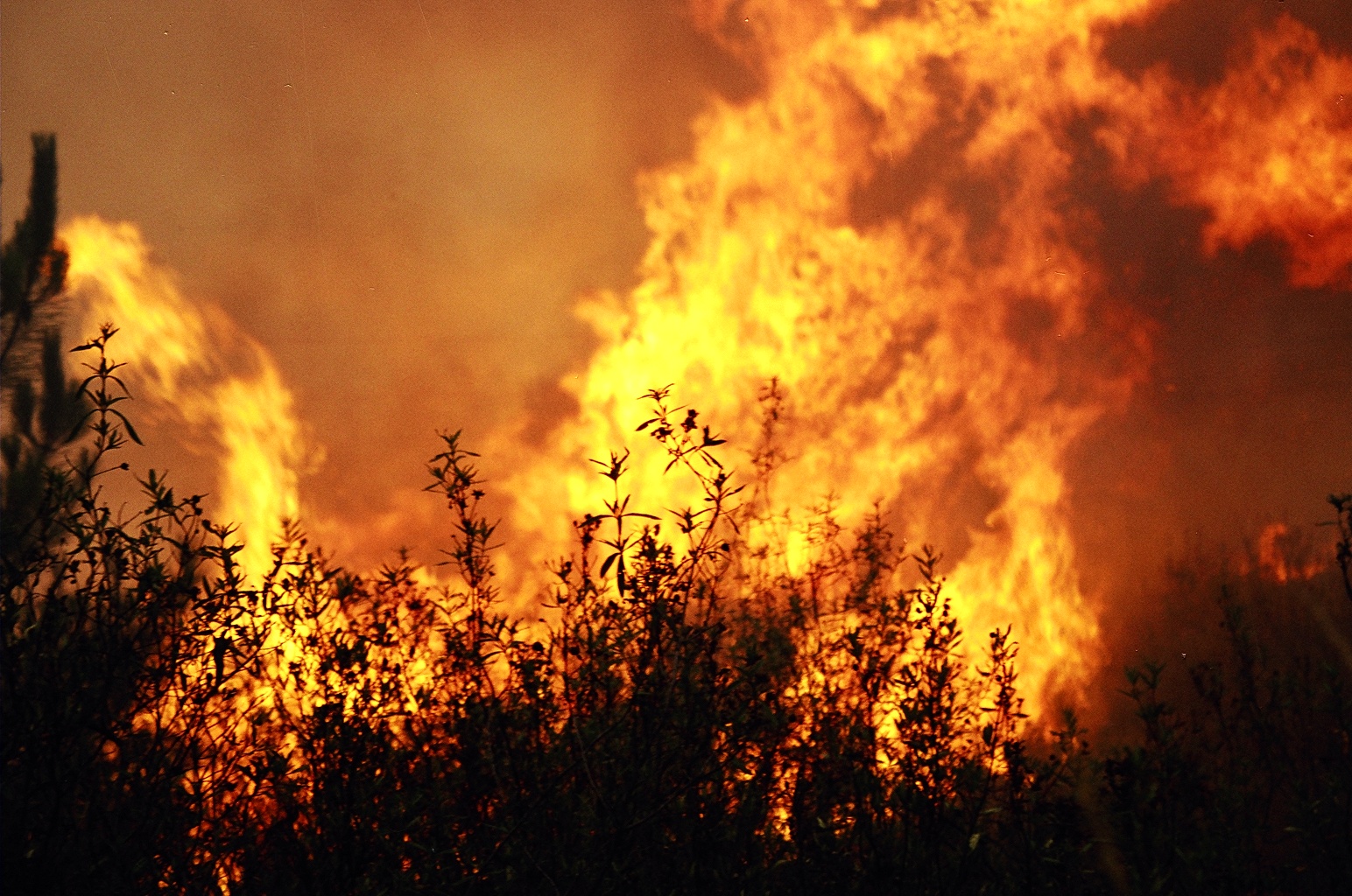 Três homens arguidos por incêndio negligente no Campo do Gerês