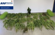 PSP de Braga detém três suspeitos de tráfico de droga e apreende cerca de 350 quilos de cannábis