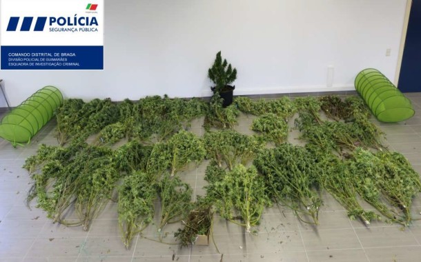 PSP de Braga detém três suspeitos de tráfico de droga e apreende cerca de 350 quilos de cannábis