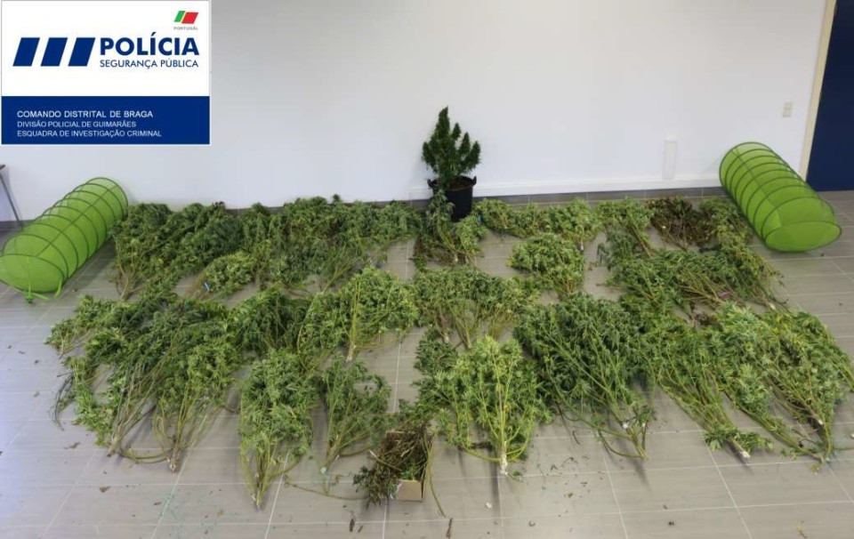 PSP de Braga detém três suspeitos de tráfico de droga e apreende cerca de 350 quilos de cannábis