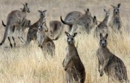 Cangurus já são quase o dobro dos australianos