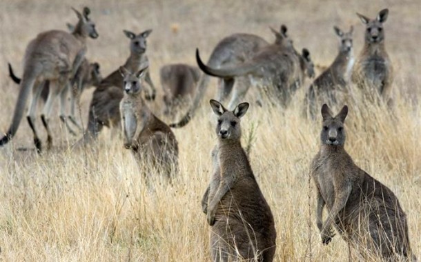 Cangurus já são quase o dobro dos australianos