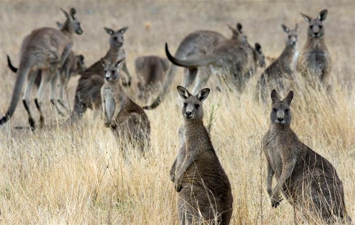 Cangurus já são quase o dobro dos australianos