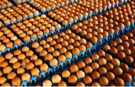 Ovos contaminados não estão à venda em Portugal, garante Governo
