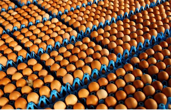 Ovos contaminados não estão à venda em Portugal, garante Governo