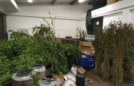 GNR desmantela rede de tráfico de droga em Vila Verde