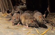 AMARES: Praga de ratos em estabelecimentos comerciais de Ferreiros