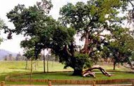 PÓVOA DE LANHOSO: Centro de Interpretação do Carvalho de Calvos comemora esta quinta-feira Dia da Floresta
