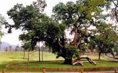 PÓVOA DE LANHOSO: Centro de Interpretação do Carvalho de Calvos comemora esta quinta-feira Dia da Floresta