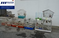 PSP de Braga liberta aves de espécie protegidas encontradas em cativeiro