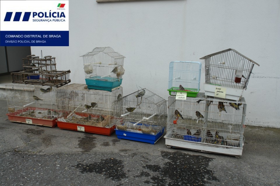 PSP de Braga liberta aves de espécie protegidas encontradas em cativeiro