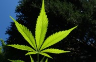 OMS recomenda para não catalogar canábis com droga